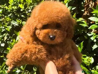 Barboncino Toy cani Cucciolo fulvo 3 mesi - Annuncio 1