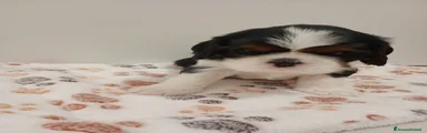 Cavalier King 1