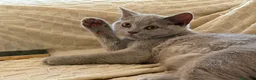 British gatti in vendita: Quattro piccoli British cercano casa 🐾 - Annuncio 11