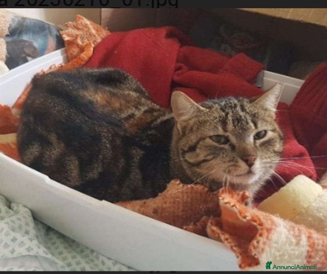 Europeo gatti in regalo: Mici mamma e figlio, giovani,salvati, FELV+.Puglia a Città Metropolitana di Milano - Annuncio 7