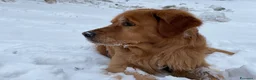 Golden Retriever cani per accoppiamento: GOLDEN RETRIEVER MASCHIO PER ACCOPPIAMENTO - Annuncio 10