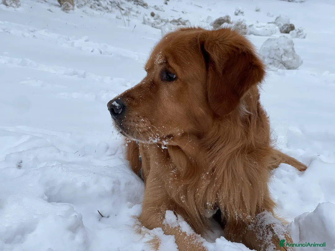 Golden Retriever cani per accoppiamento: GOLDEN RETRIEVER MASCHIO PER ACCOPPIAMENTO - Annuncio 10