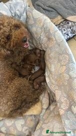 Barboncino cani Cuccioli Barboncino - Annuncio 4