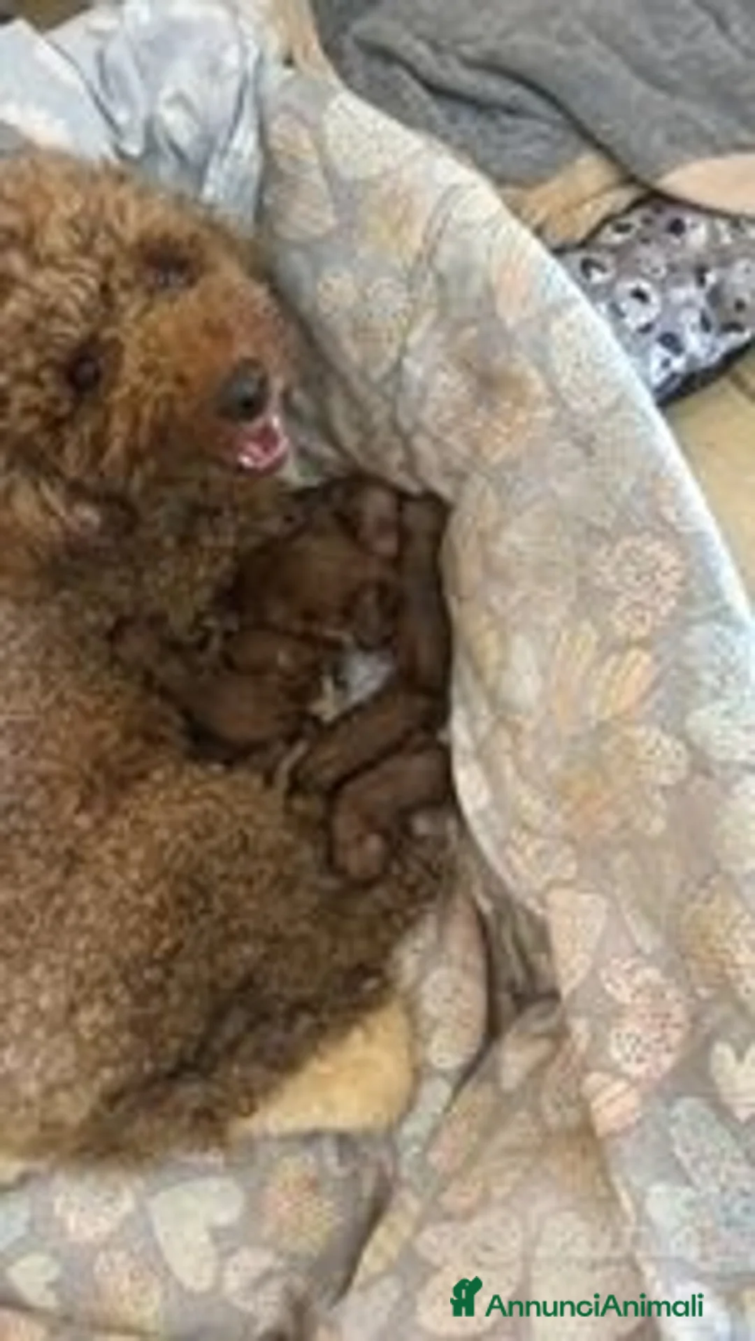 Barboncino cani in vendita: Cuccioli Barboncino - Annuncio 1