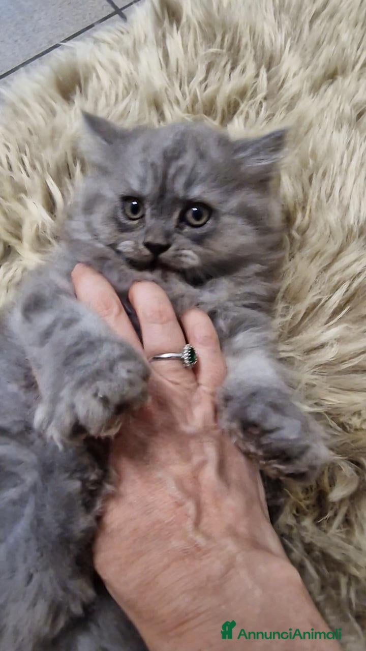 Persiano gatti Gattino persiano maschio cucciolo - Annuncio 1