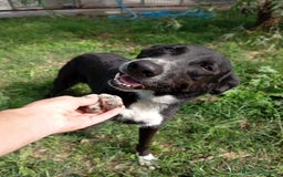 Meticcio cani in regalo: Luna, mix border collie in adozione!  a Provincia di Caserta - Immagine 5