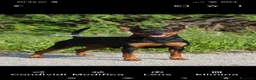 Pinscher Miniatura cani in vendita: Pinscher nano  - Annuncio 26