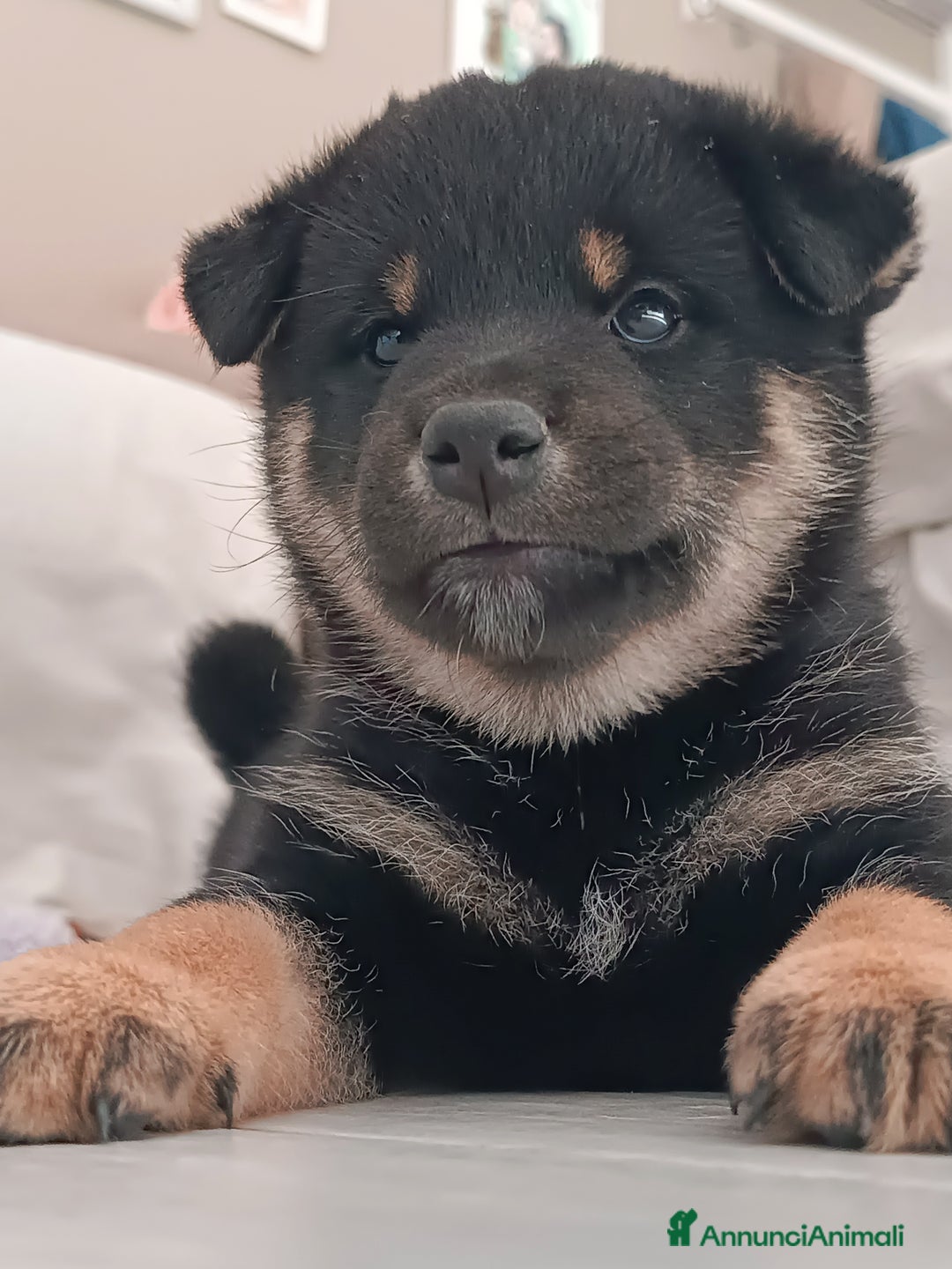 Shiba Inu cani in vendita: Shiba inu - Annuncio 7