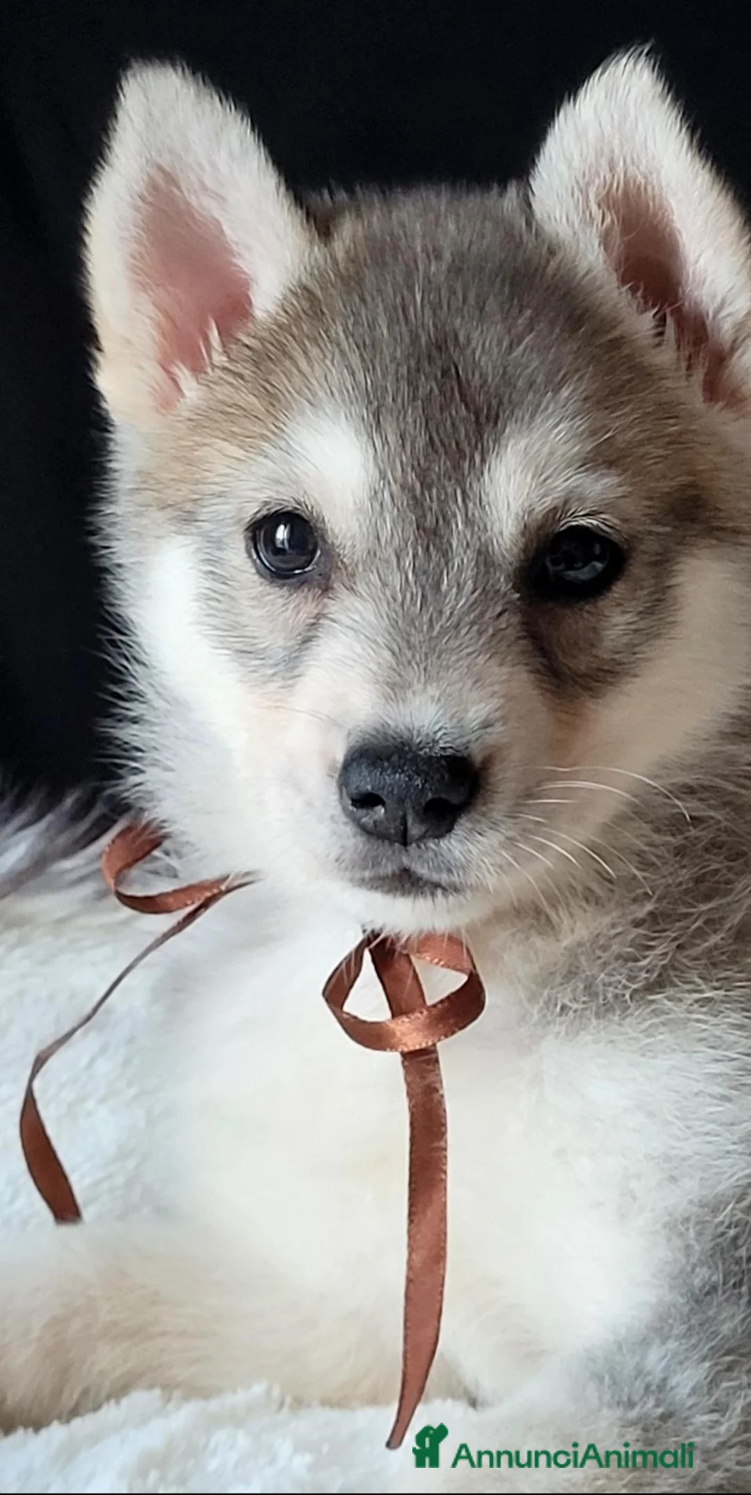 Husky cani in vendita: SIBERIAN HUSKY CUCCIOLATA CON PEDIGREE  - Annuncio 19