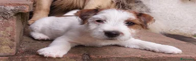 Jack Russell 1