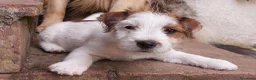 Jack Russell cani in vendita: Jack Russell Terrier femmine - Annuncio 3