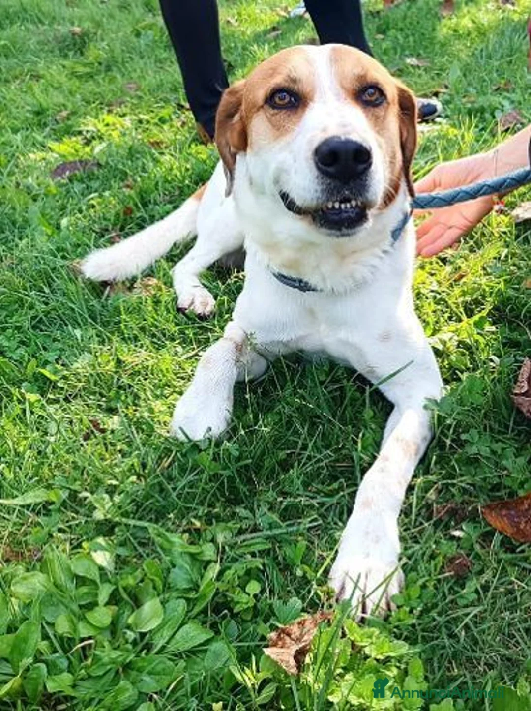 Meticcio cani in regalo: TOMMY bravo!Deve finalmente trovare pace a Città Metropolitana di Torino - Annuncio 1