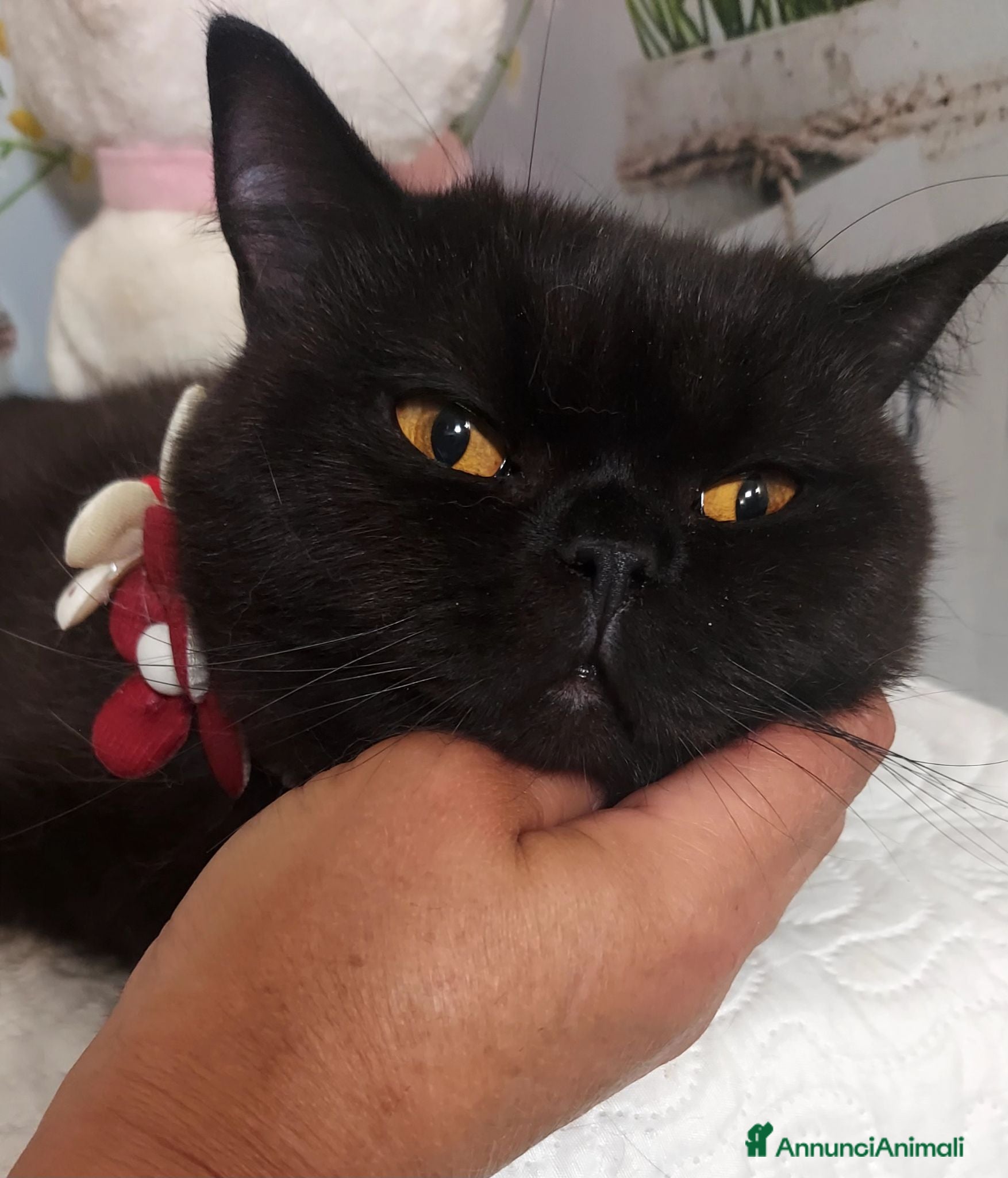 British gatti British Shorthair Lori - Annuncio 12