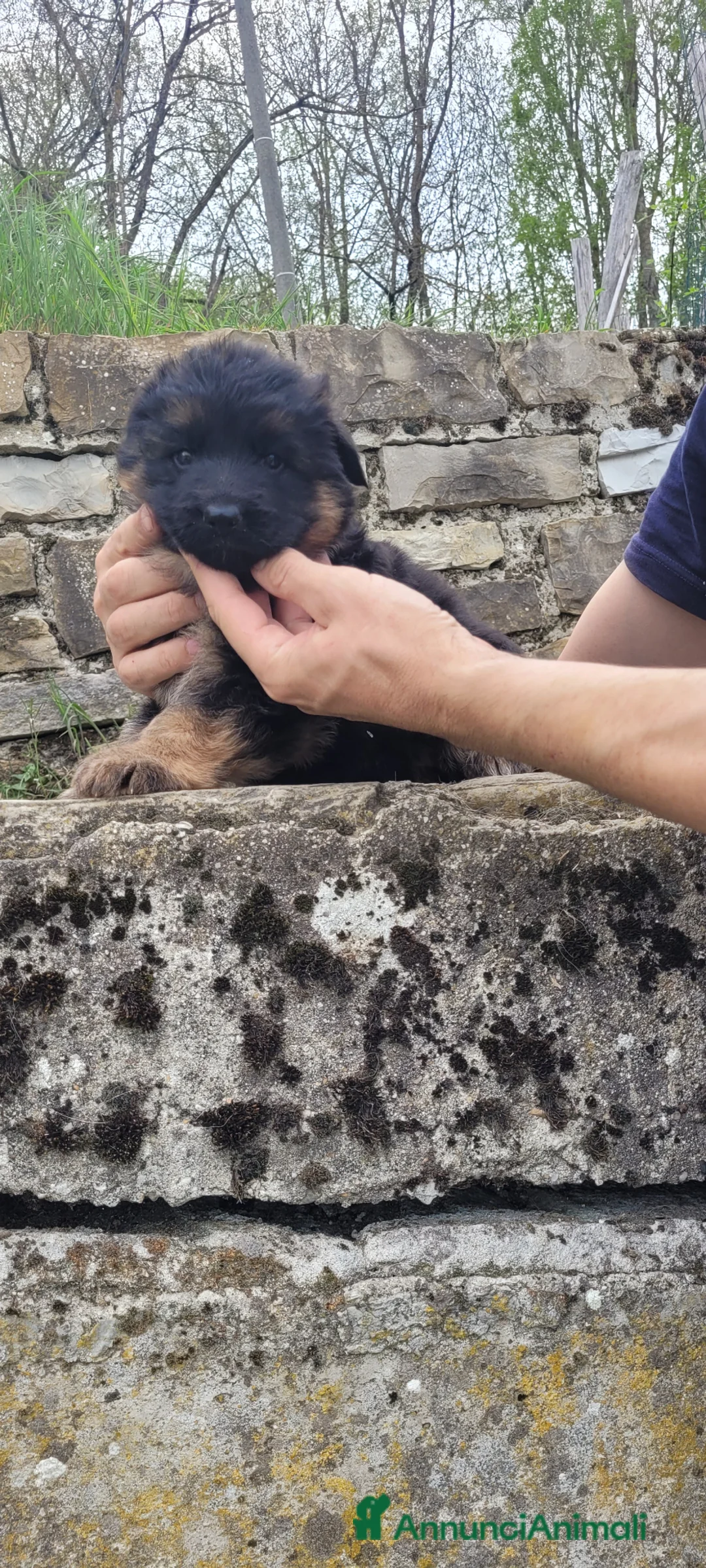 Pastore Tedesco cani in vendita: Cuccioli di pastore tedesco a pelo lungo  a Provincia di Pavia - Annuncio 2