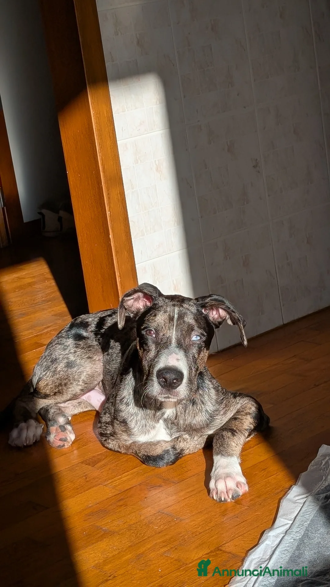 Meticcio cani in regalo: Cedo urgentemente cane  a Provincia di Parma - Annuncio 4