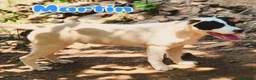 Meticcio cani in regalo: 1anno mix molossini buoni crescono in recinto.SUD - Annuncio 6