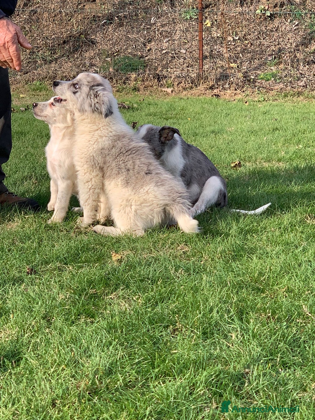 Bearded Collie cani in vendita: cuccioli border  - Annuncio 14