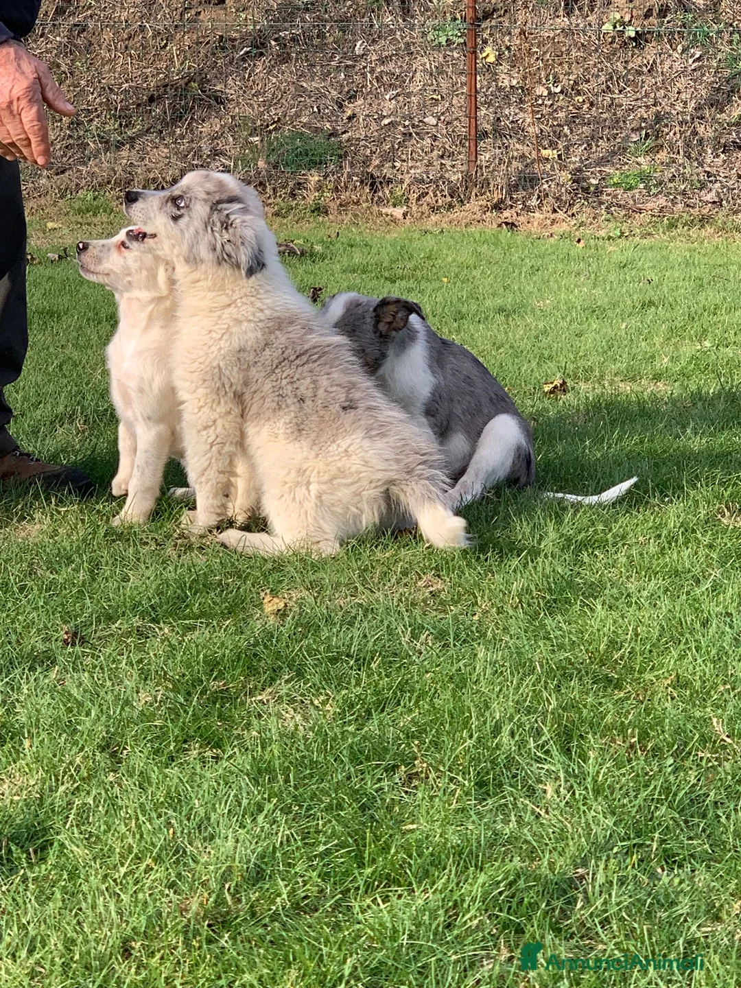 Bearded Collie cani in vendita: cuccioli border  - Annuncio 14