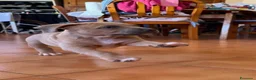Pitbull cani in vendita: CUCCIOLI DI PITBULL CON PEDIGREE DISPONIBILI a Città metropolitana di Roma Capitale - Annuncio 6