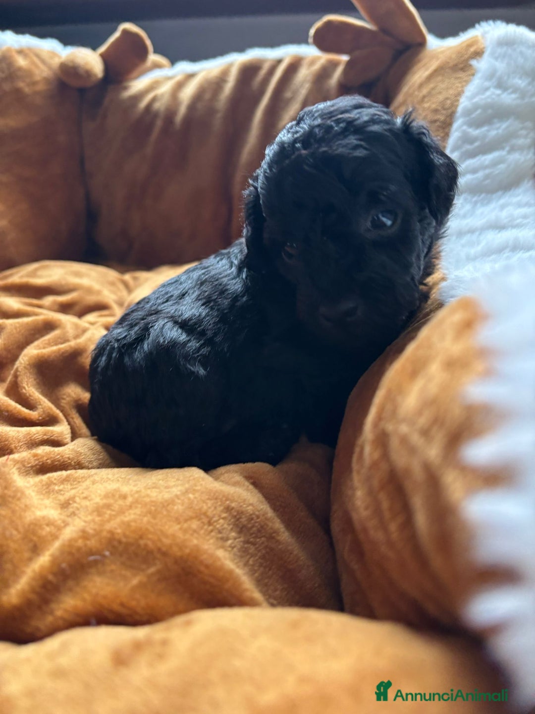 Barboncino cani in vendita: Disponibili Cuccioli di Barboncino Nano  - Annuncio 2