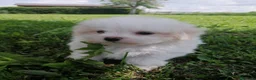 Maltese cani in vendita: CUCCIOLI DI RAZZA MALTESE - Annuncio 8