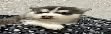 Husky Cucciolo 1