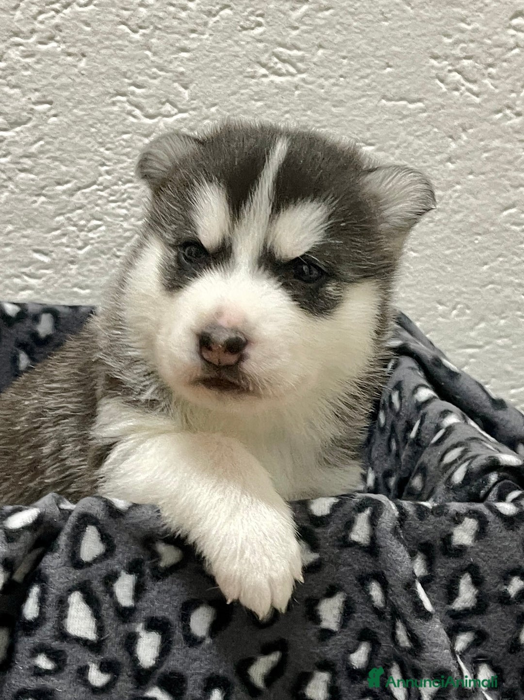 Husky cani in vendita: Cuccioli Siberian Husky Pedigree ENCI - Annuncio 2