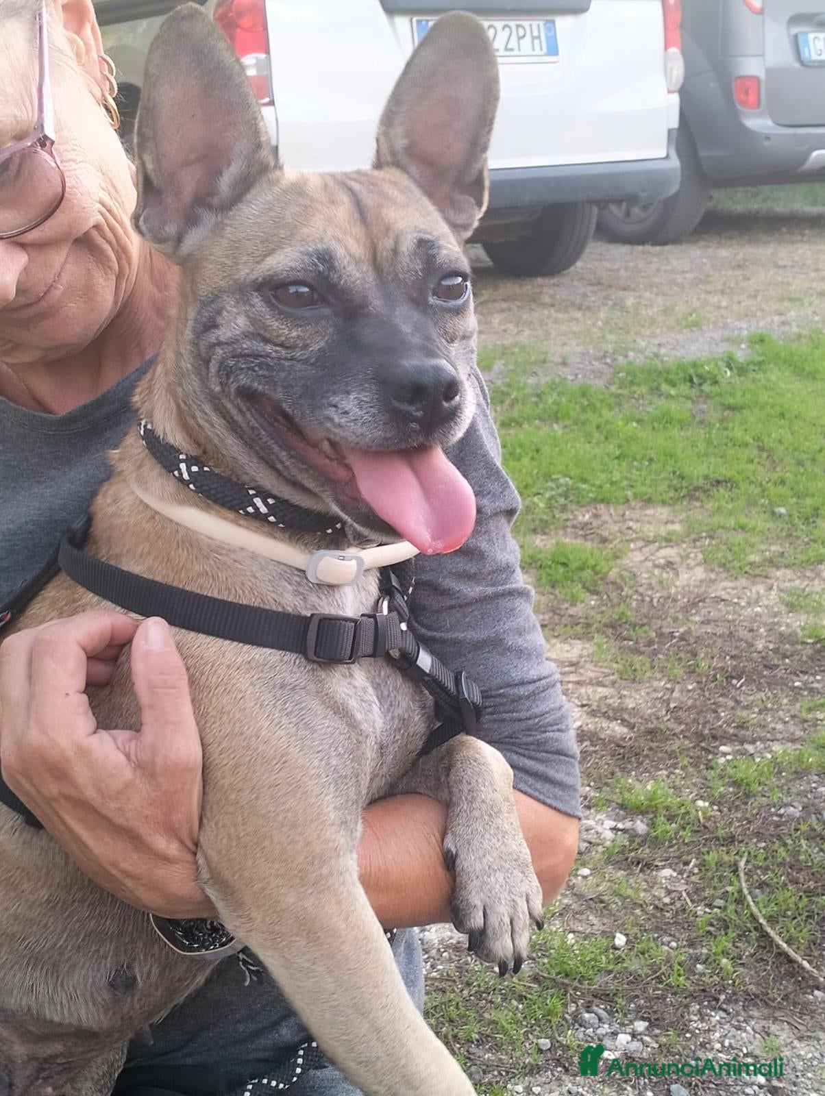 Meticcio cani ZOE DOLCISSIMA CAGNOLINA IN CERCA D'AMORE - Annuncio 29