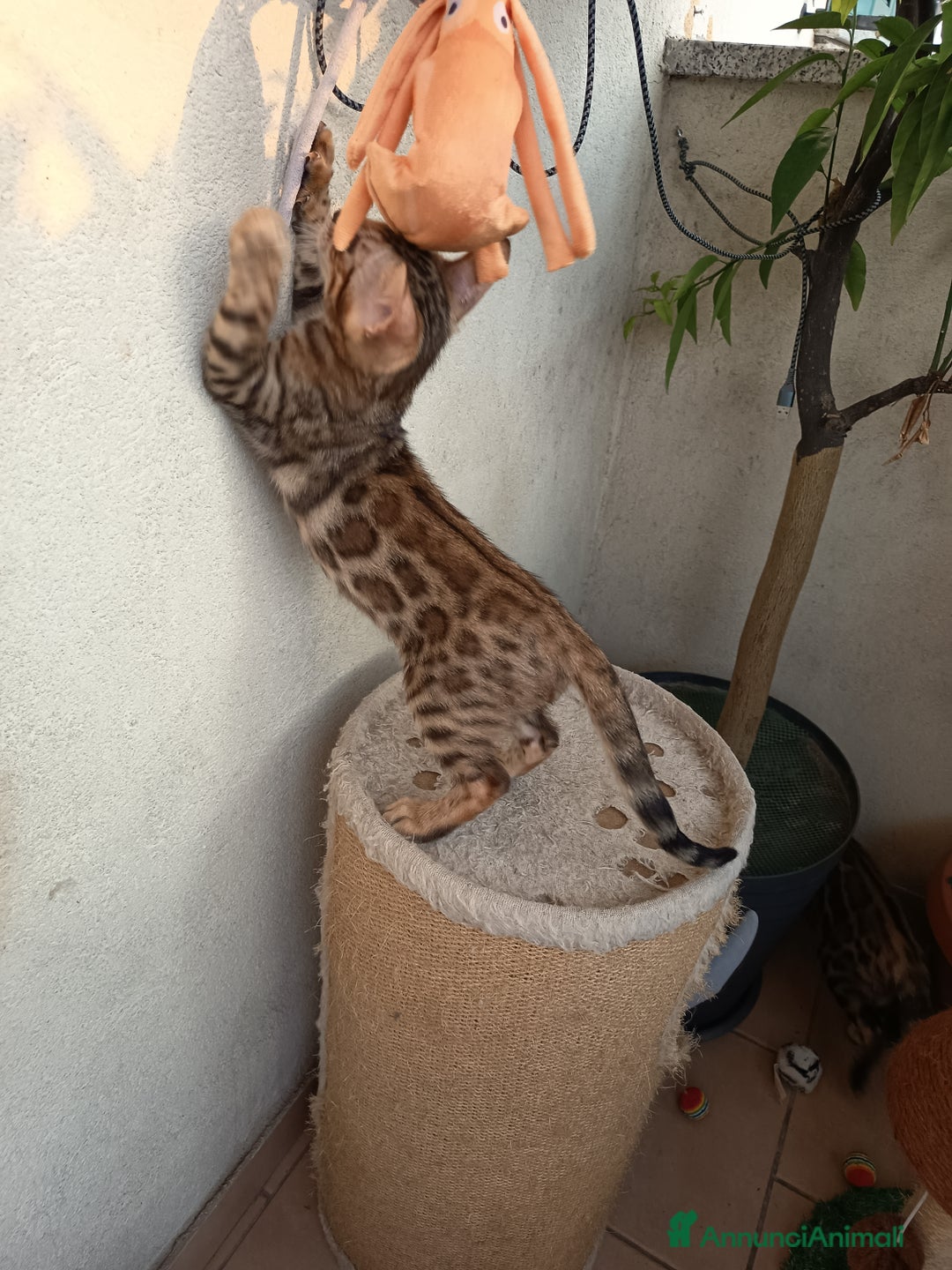 Bengala gatti in vendita: Maschietto & Feminuccia 🥰 - Annuncio 6