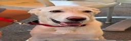 Meticcio cani in regalo: Kira cerca casa a Città metropolitana di Messina - Annuncio 1