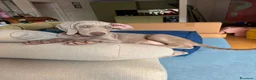 Weimaraner cani in vendita: Ultimo cucciolo di Weimaraner in vendita a Provincia di Novara - Annuncio 3