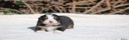 Australian Shepherd cani in vendita: Cuccioli di Pastore Australiano  - Annuncio 17