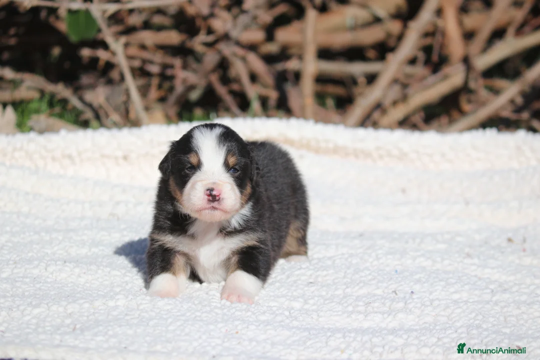 Australian Shepherd cani in vendita: Cuccioli di Pastore Australiano  - Annuncio 17