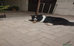 Border Collie cani per accoppiamento: Border collie maschio a Provincia di Ancona - Immagine 1