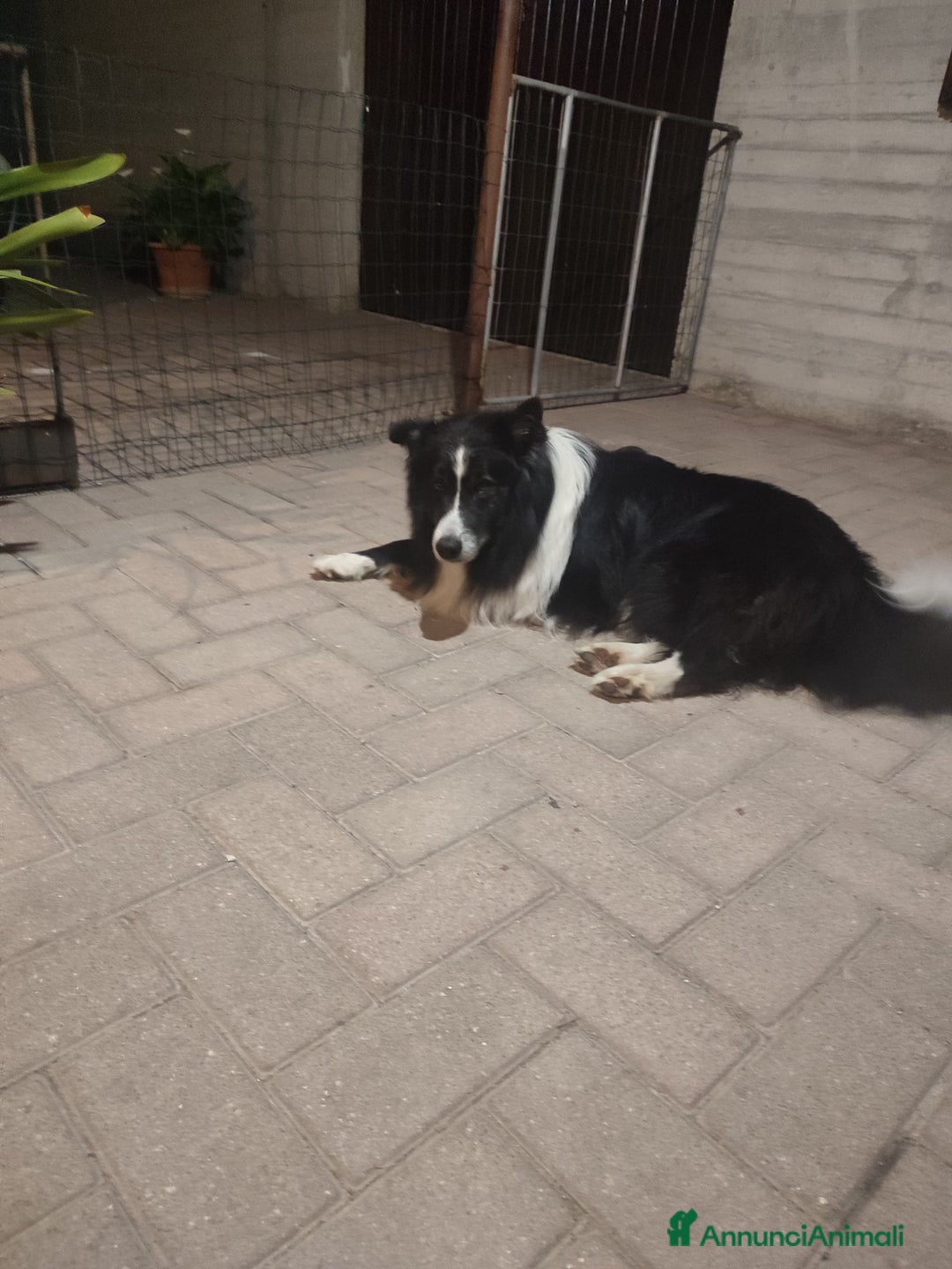Border Collie cani per accoppiamento: Border collie maschio a Provincia di Ancona - Immagine 1