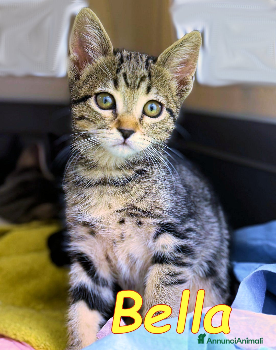 Europeo gatti in regalo: ADOZIONE PER BELLA ❤ - Annuncio 2