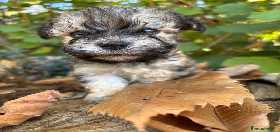 Immagine della galleria {{count}}