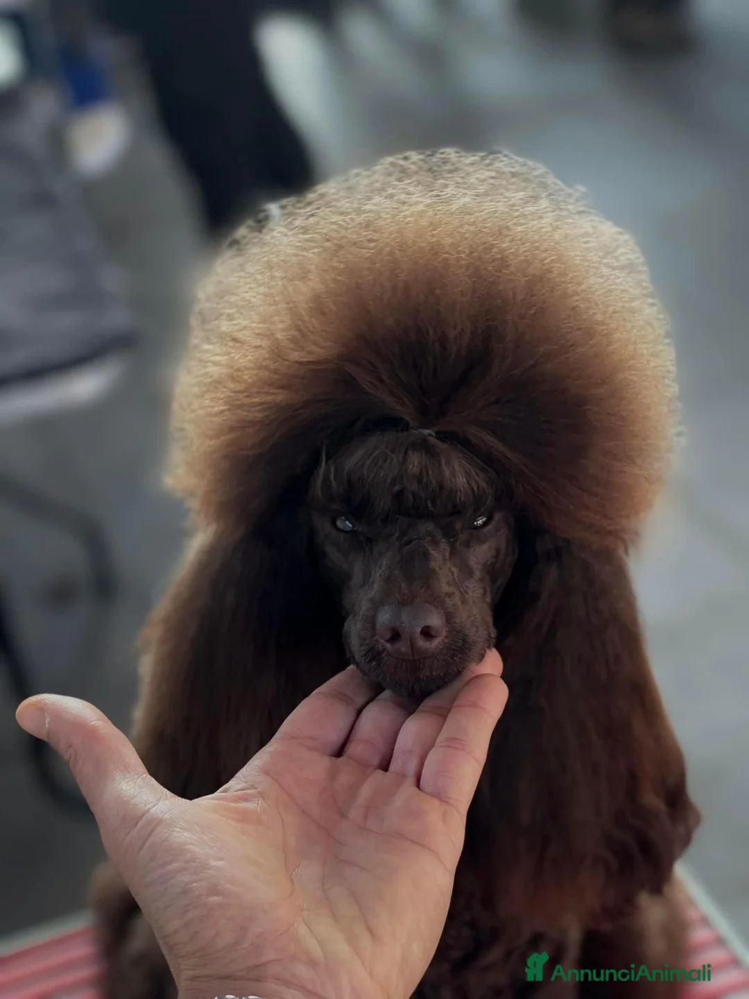 Immagine della galleria {{count}}