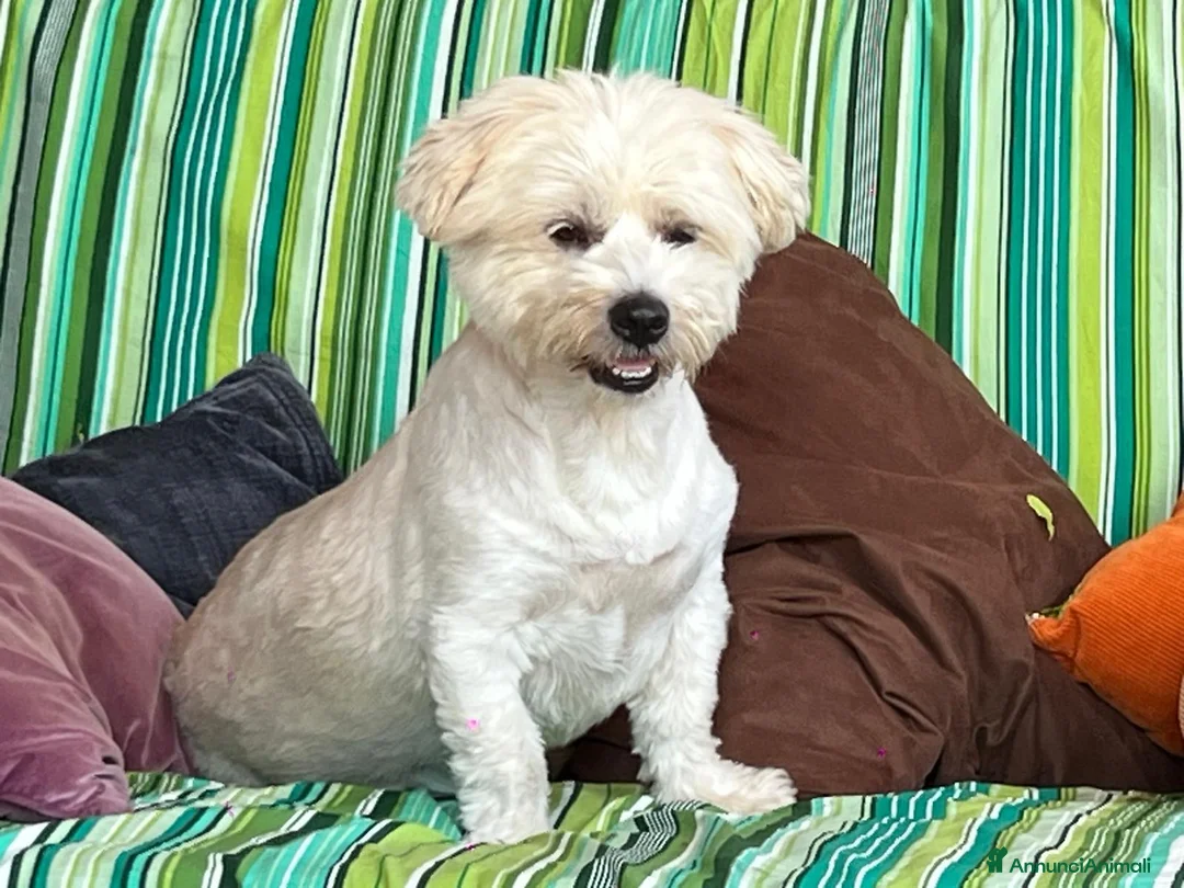 Maltese cani in regalo: Maltese - Annuncio 3