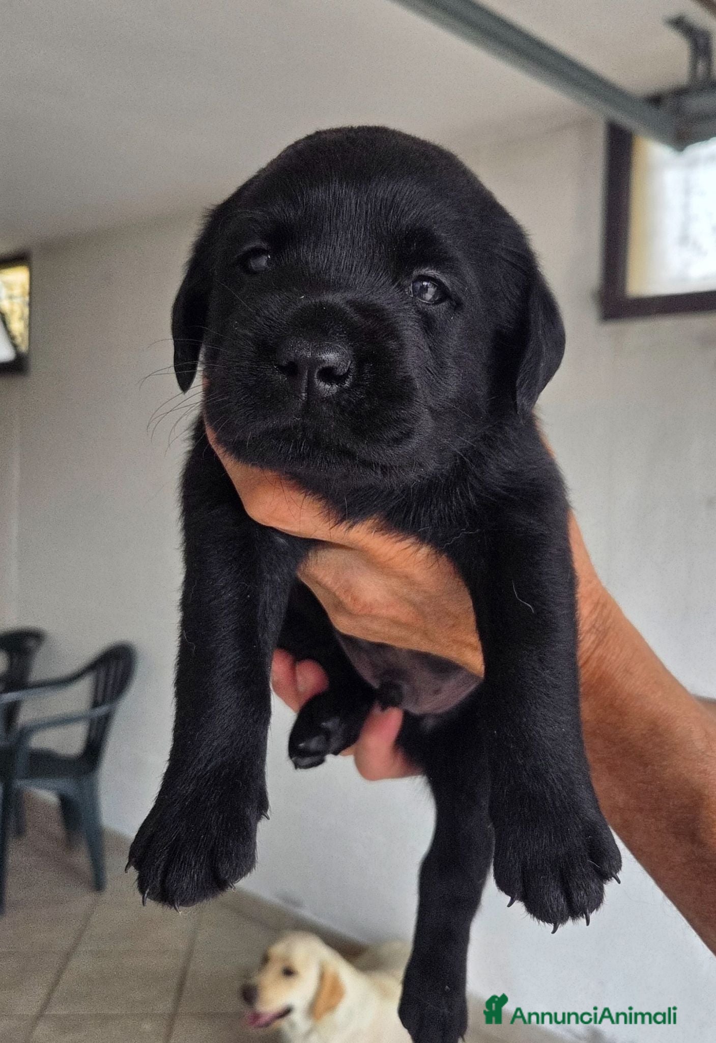 Labrador cani Cuccioli labrador con pedegree - Annuncio 1