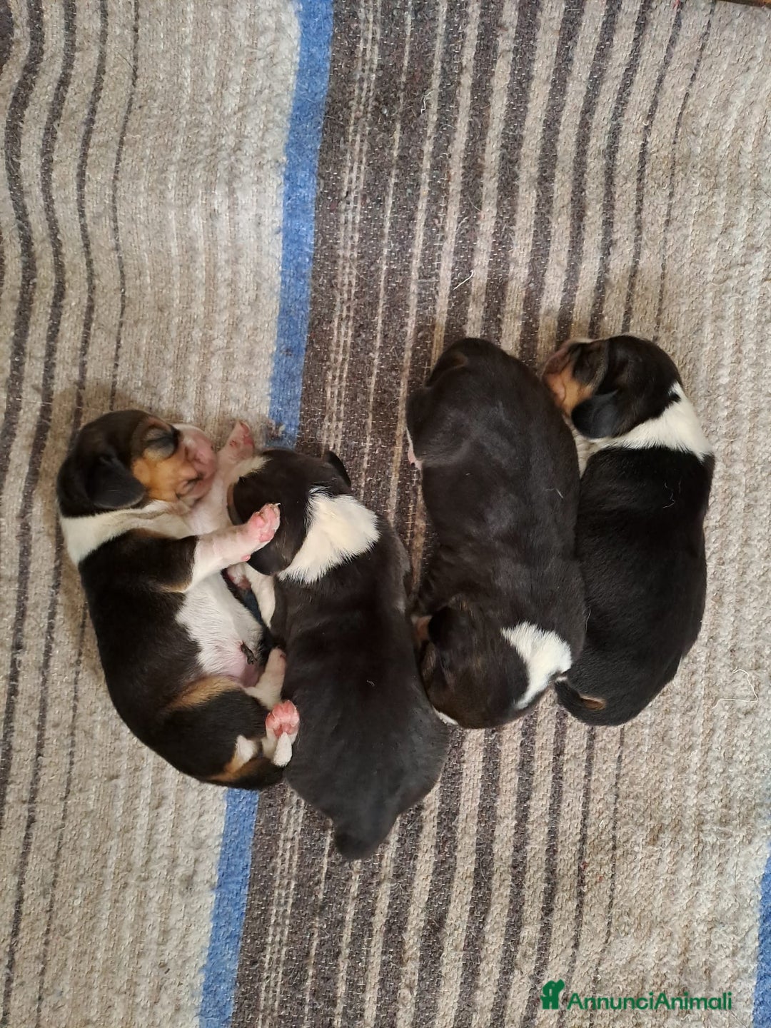 Beagle cani in vendita: cuccioli di Beagle - Immagine 2
