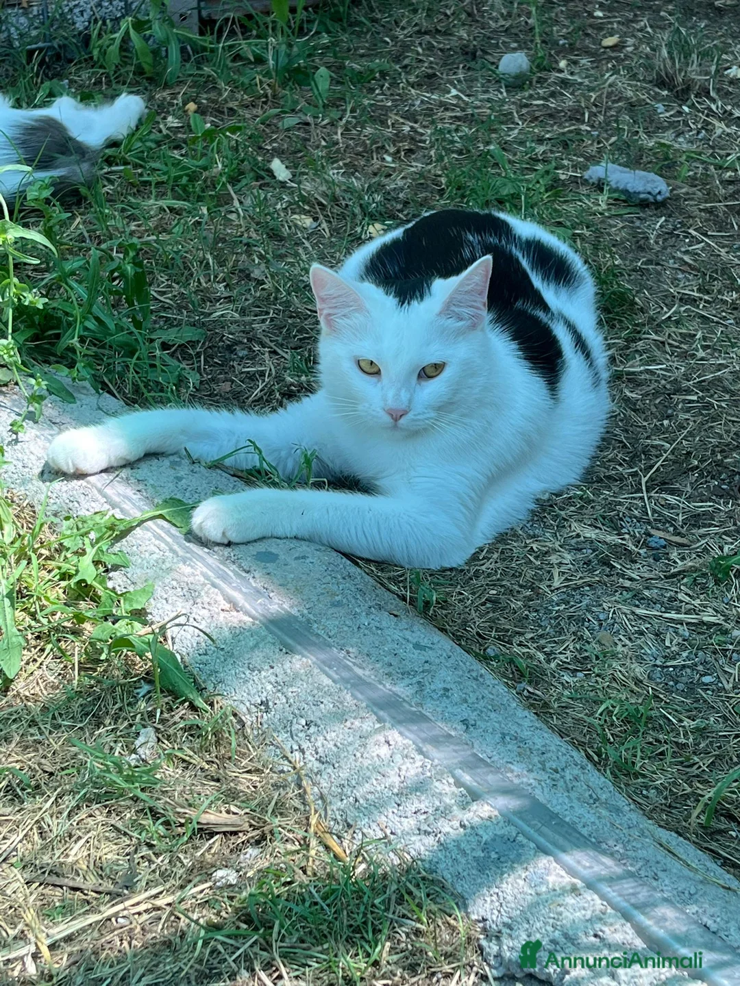 Europeo gatti in regalo: Due gattini di tre mesi - Annuncio 2