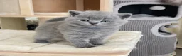 British gatti in vendita: British shorthair blu - Annuncio 13