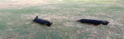 Pastore Tedesco cani in vendita: Bellissimi cuccioli Pastore Tedesco - Annuncio 4