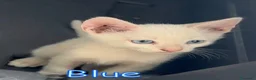 Europeo gatti in regalo: BLUE SPLENDIDO GATTINO - Annuncio 2