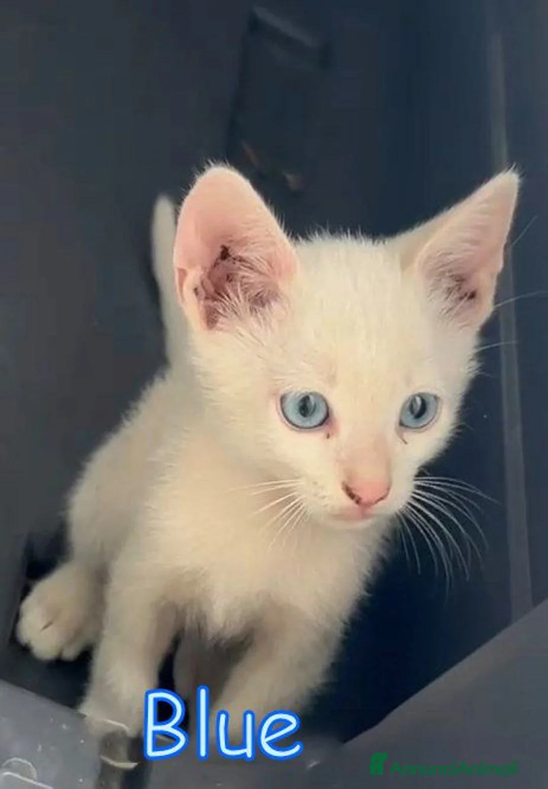 Europeo gatti in regalo: BLUE SPLENDIDO GATTINO - Annuncio 2