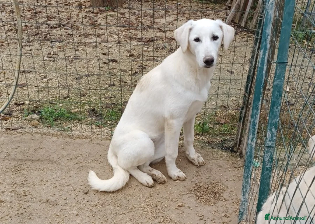Meticcio cani in regalo: ZULEIA DEMYR E TINA SIMIL LABRADORINI - Annuncio 8