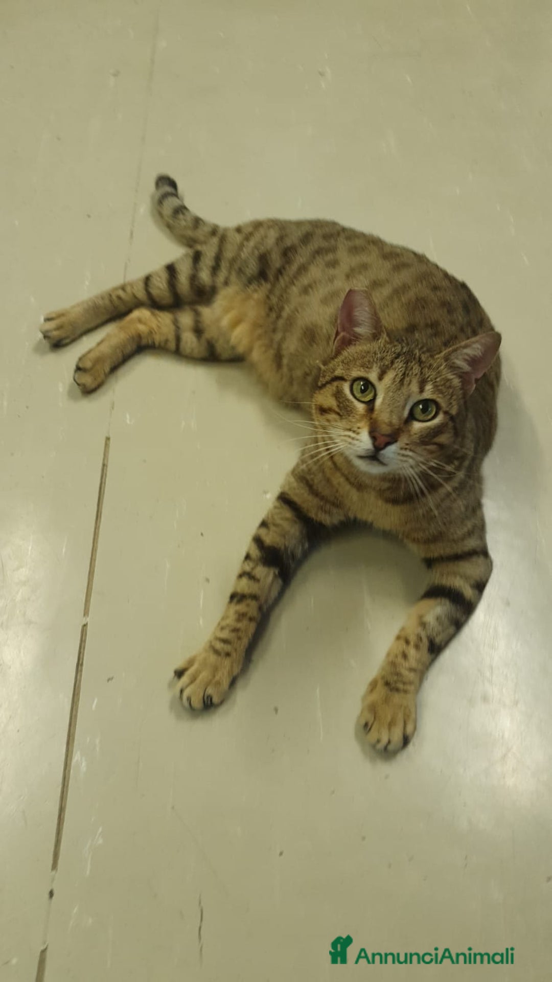 Europeo gatti in regalo: PIPER micio tigrato occhi verdi 1/2anni URGE ROMA a Città Metropolitana di Milano - Annuncio 6