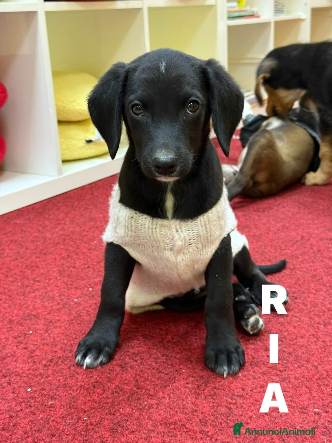 Meticcio cani in regalo: 5 DOLCISSIMI CUCCIOLI! 3 mesi e mezzo. - Annuncio 5