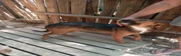 Meticcio cani in regalo: Lola, taglia piccola! (10kg-1 anno)  - Annuncio 6